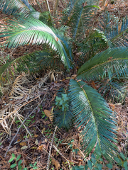 Cycas revoluta