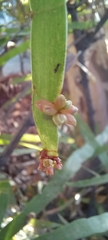 Muehlenbeckia platyclada