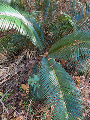 Cycas revoluta