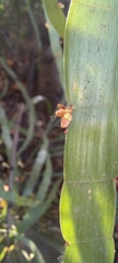 Muehlenbeckia platyclada