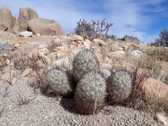 Escobaria alversonii