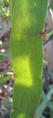 Muehlenbeckia platyclada