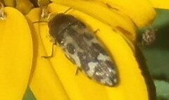 Acmaeodera mixta