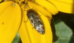 Acmaeodera mixta