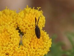 Heterotoma