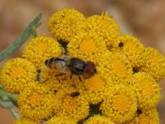 Eristalinus