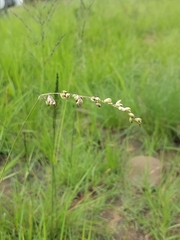 Eragrostis capensis