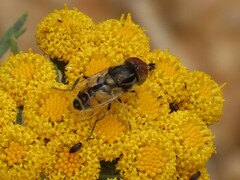 Eristalinus