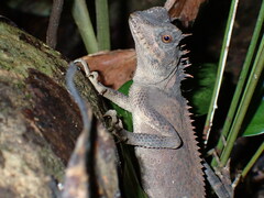 Acanthosaura phuketensis