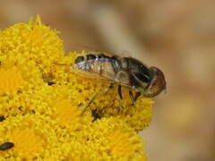 Eristalinus