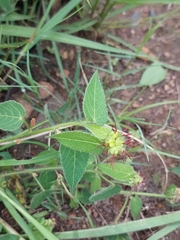 Acalypha villicaulis