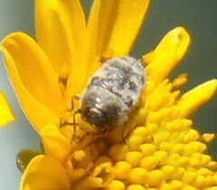 Acmaeodera