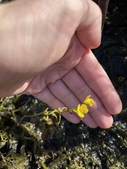 Utricularia foliosa