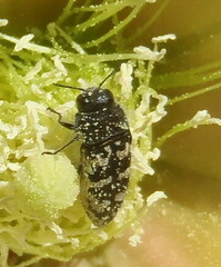 Acmaeodera bowditchi