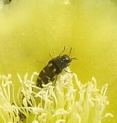 Acmaeodera bowditchi