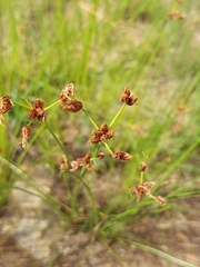 Fimbristylis dichotoma
