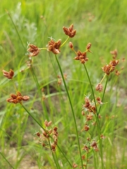 Fimbristylis dichotoma