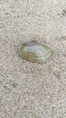 Lampsilis siliquoidea