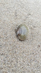 Lampsilis siliquoidea