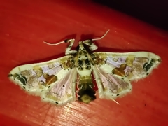 Leucinodes orbonalis