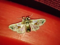 Leucinodes orbonalis