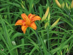 Hemerocallis fulva
