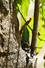 Phelsuma grandis