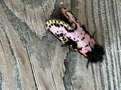 Xanthopastis regnatrix
