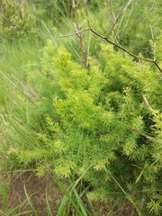 Asparagus densiflorus