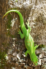 Phelsuma grandis