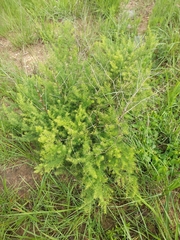 Asparagus densiflorus