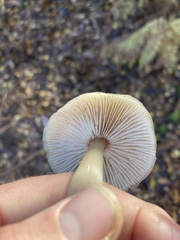 Rhodocollybia butyracea