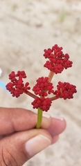 Cissus erosa