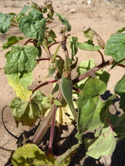 Proboscidea parviflora