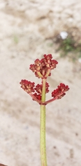 Cissus erosa