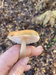 Rhodocollybia butyracea