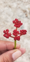 Cissus erosa