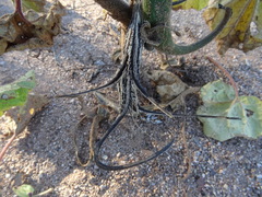 Proboscidea parviflora