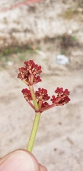 Cissus erosa