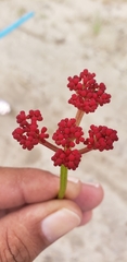 Cissus erosa