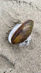 Lampsilis siliquoidea