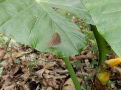 Satyrinae