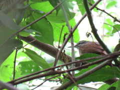 Cantorchilus modestus