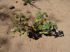 Proboscidea parviflora