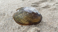 Lampsilis siliquoidea