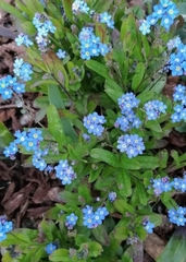 Myosotis sylvatica