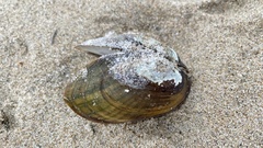 Lampsilis siliquoidea