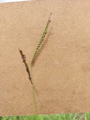 Paspalum