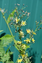 Lactuca raddeana