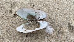 Lampsilis siliquoidea